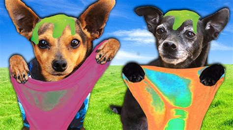 pawzam dogs youtube.